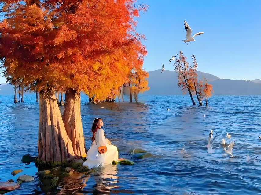 昆明大理丽江西双版纳 双动8天7晚